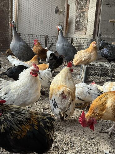 дом для животных: Продаю | Петух, Куры
