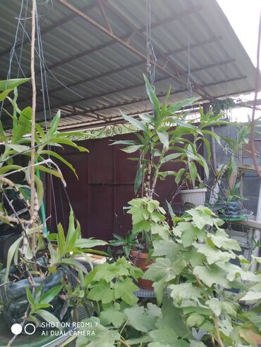 Декоративные цветы: Продаю: 1. Золотой Ус, большой. Цена за один корень 650 сом. — 3