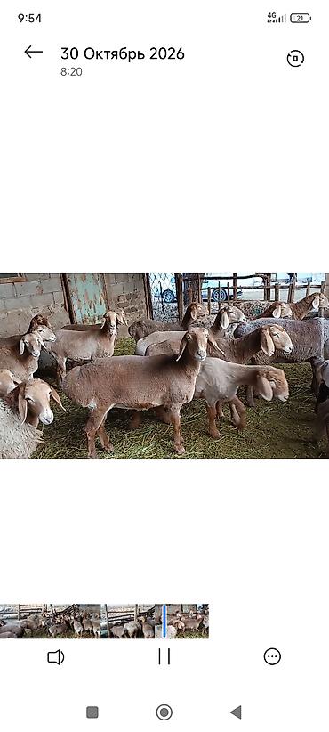 машинка для стрижки животных: Продаю | Ягненок — 3