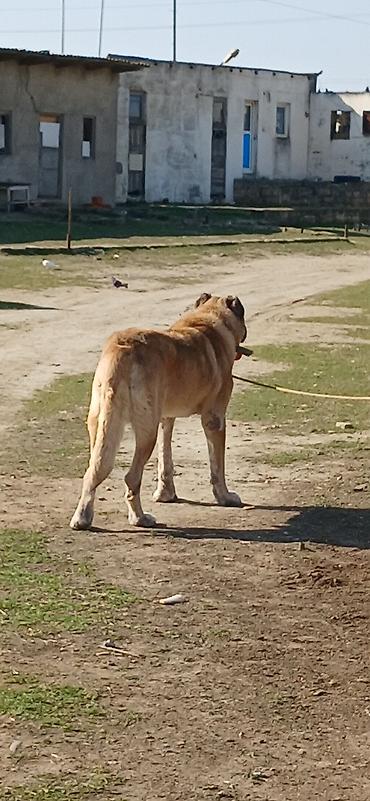 İtlər: Kanqal, 4 il, Erkek — 4