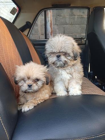 İtlər: Pekines, 2 ay, Erkək, Ödənişli çatdırılma -da lalafo.az — 11 İtlər: Pekines, 2 ay, Erkək, Ödənişli çatdırılma — 11