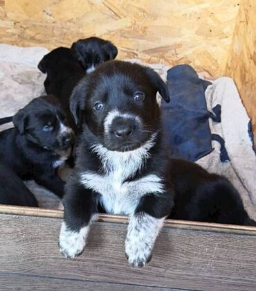 карликовые собаки: Продаются отличные охотничьи щенки. Метис дратхар с лайкой.Родители