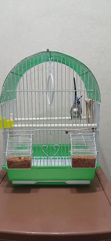 Зоотовары: Продается попугай, волнистый, самец, в подарок пакет корма. Клетка для — 11