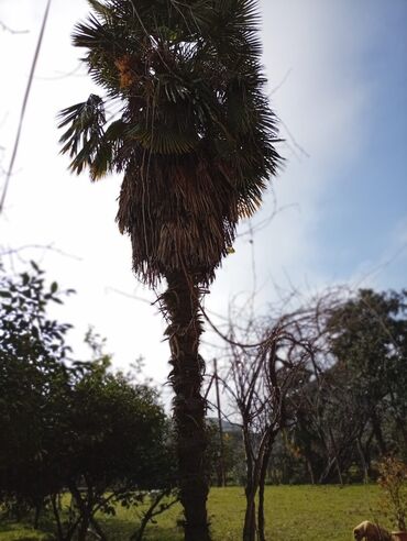 Ağaclar: Məhsul: Xurma/palma ağacı (Trachycarpus fortunei – küləyə və soyuğa — 9