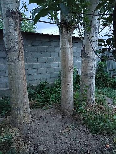 тополь на корню: Саженцы — 1
