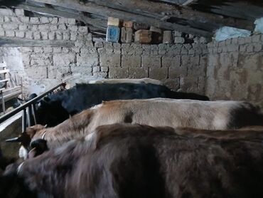 Коровы, быки: Продаю | Корова (самка), Бык (самец), Музоо, торпок | На забой, Для разведения, На откорм | Осеменитель, Привязанные — 8