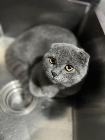 мейкун кот: Продаётся шотландский вислоухий пяти месячный котик. Имеются все