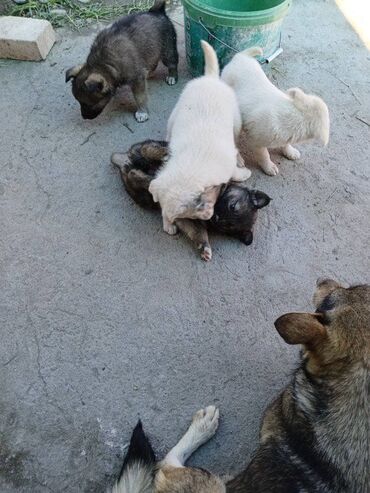 Волонтёр: По просьбе ⬇️⬇️⬇️ Помогите пристроить соседских щенят. 4 мальчика,1