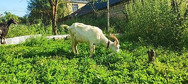 Keçilər, çəpişlər: Keçi, Sanen, hələb, 1 i hələb 1i sanen 1 i sanen mələzi olmaqla 3 ana -da lalafo.az — 8 Keçilər, çəpişlər: Keçi, Sanen, hələb, 1 i hələb 1i sanen 1 i sanen mələzi olmaqla 3 ana — 8