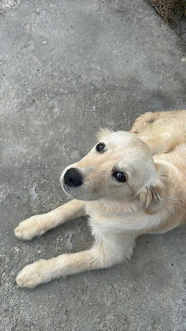 itlerin pulsuz verilmesi: Golden Retriever temiz qan satilir sakit itdi uşaqlarla oynamaqi sevir — 3