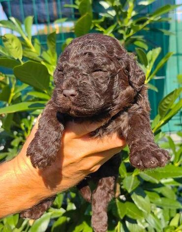 Psi: Lagotto Romagnolo štenci Odgajivačnica "Bellgotto" 7522 sa — 9