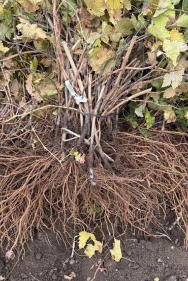 Şitillər: Üzüm tingləri – süfrə və kişmişlik sortlar Təqdim etdiyimiz sortlar — 7