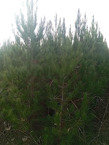 Tinglər: Şam (pine) tingləri – iynəyarpaq landşaft ağacı - Növ: Şam ağacı — 7