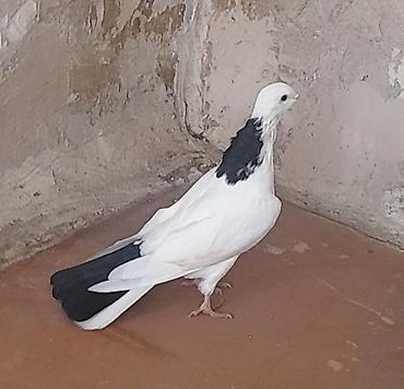 Göyərçinlər: Erkey — 7