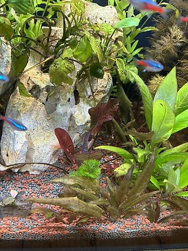 quppi baliqlari: Dördbucaq akvarium, Balıqlarla birlikdə, 120 l, Pulsuz çatdırılma — 6
