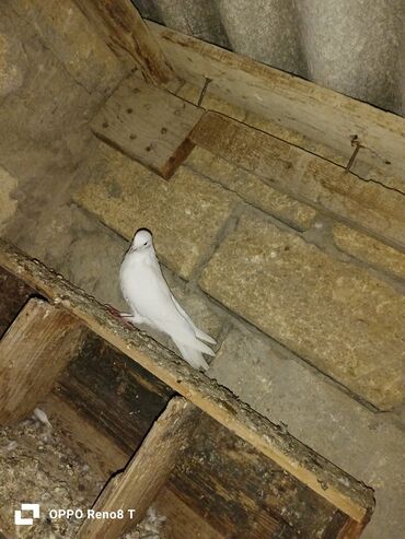 Göyərçinlər: Quslarin heresin öz qiymeti var uçan quslardi optum isdiyen olsa 1i — 3