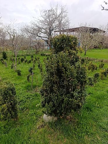 Самшит: Самшит (Buxus sempervirens) — взрослые сформированные кусты ПРОДАЮ С — 5