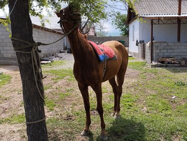 Лошади, кони: Продаю | Кобыла (самка) | Дончак | Конный спорт | Мерин