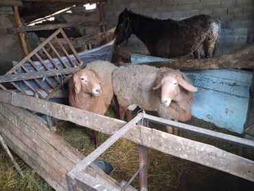 Бараны, овцы: Продаю | Баран (самец) | Арашан | На забой | Матка — 10