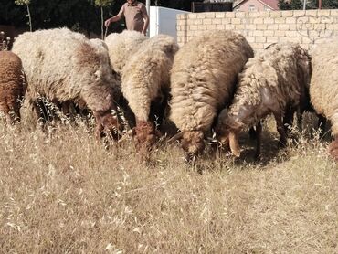 Qoyunlar, qoçlar: Dişi, il: 2, Damazlıq