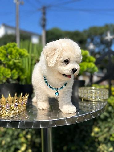 Psi: Bichon Frise štenci U ponudi prelepi, umiljati i razigrani štenci rase — 1