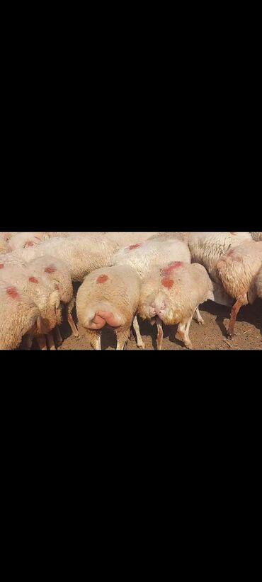 Qoyunlar, qoçlar: Satlır — 13