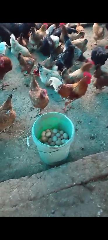 yumurta mayalı: Salam aleykum.Mayalı kənd yumurtası.Təbii otnan bugdaynan bəslənən — 4