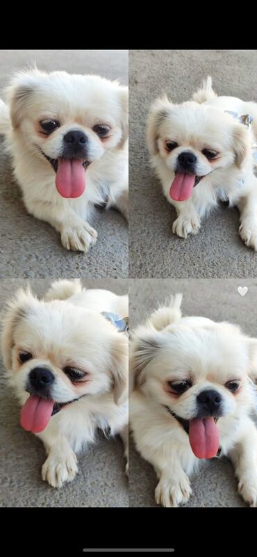 heyvan: Pekines, 1 il, Erkek, Cütləşmə üçün, Ödənişli çatdırılma