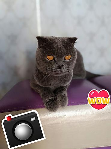маленькая кошка: Шотландская вислоухая кошка (Scottish Fold), окрас: сплошной серый — 2