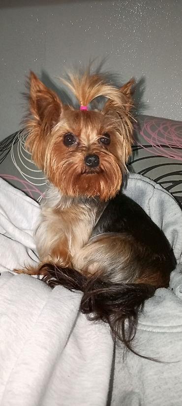 Psi: Jorkšir terijer – štenci iz kućnog legla majka ima kilo i po otac 980 — 19