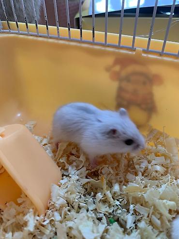 hamster kafesi: Xomyak, hamster ag reng. Qefesi de var balaca -15azn, Boyuk -22azn — 1