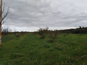 Torpaq sahələrinin satışı: 130 sot, Tikinti, Kupça (Çıxarış) — 9