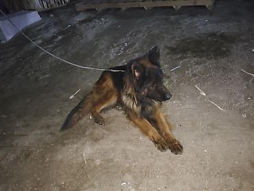 İtlər: Alman çoban iti, 1 il, Erkek, Sənədli, Ünvandan götürmə, Pulsuz çatdırılma, Ödənişli çatdırılma — 7