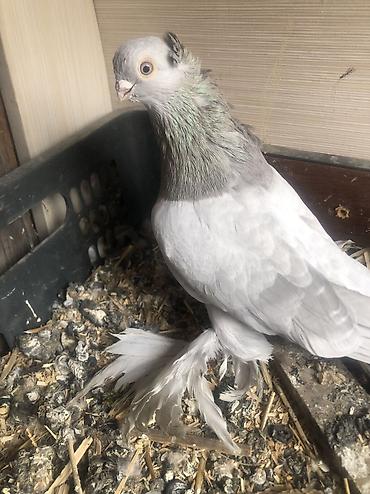 Продаю вольерные село беловоцк lalafo.kg да — 3 Продаю вольерные село беловоцк — 3