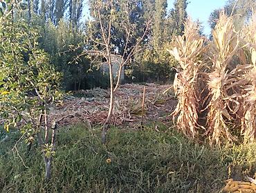 зерновой селка: Кукуруза стебли на корм скоту. С участка в 5 соток. Самовывоз — 2