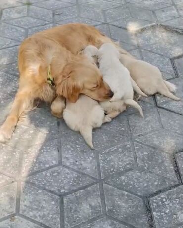 golden pearl: Retriever, 1 ay, Erkek