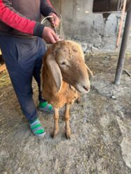 витамин для животных: Сатам | Ургаачы кой (ургаачы), Козу | Арашан | Көбөйтүү үчүн | Асыл тукумдуу, Токту