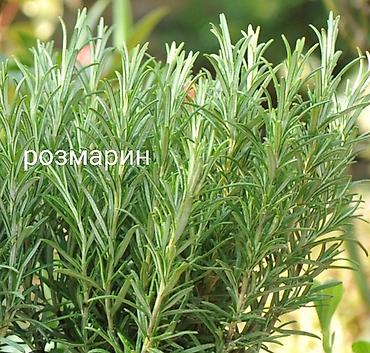 ананас цена: Продаю фейхоа 10 лет за 8000с. Розмарин, майоран, лаванда, шалфей — 2