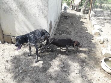İtlər: Alman qısatüklü ov iti (German Shorthaired Pointer) balaları - Nəsil — 1