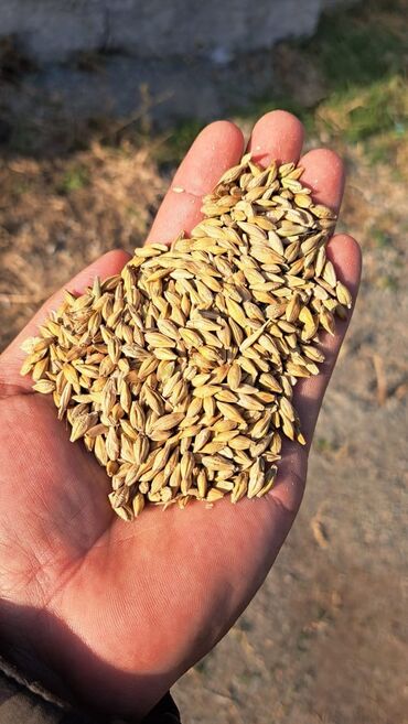 зерно ячмень: Продаю ячмень Арпа сатам Продаю ячмень с доставкой жеткирип