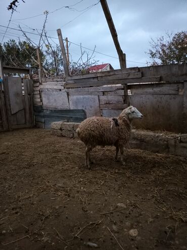 Qoyunlar, qoçlar: Razilasmaq olar — 11