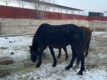 Лошади, кони: Продаю | Кобыла (самка) | Полукровка | Для разведения | Племенные — 8
