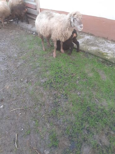 Qoyunlar, qoçlar: 470 deylir riyal alcıyna razlaşmaq olar zəngin vurun — 11