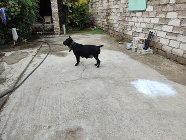 Akvarium aksessuar və ləvazimatları: Məhsul: Qara rəngli iri cüssəli dişi it Təsvir: - Qısatüklü, tam qara