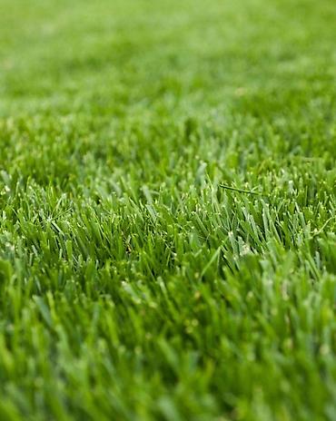 саженцы кочот: Сделаем идеальный газон под ключ 🌱 Участок выглядит пусто или — 2