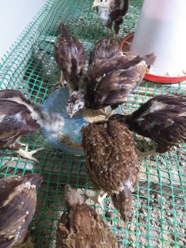 lalafo az quşlar: Redisland cinsi Cücələr satılır may ayının 21 çıxan cücələrdi Tam