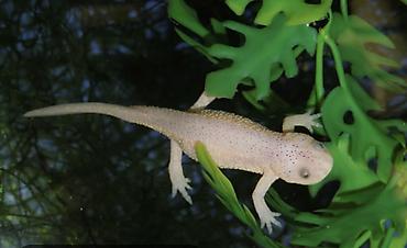 albino: Albino Afrika cırtdan qurbağası (Hymenochirus) – akvarium üçün nadir — 4