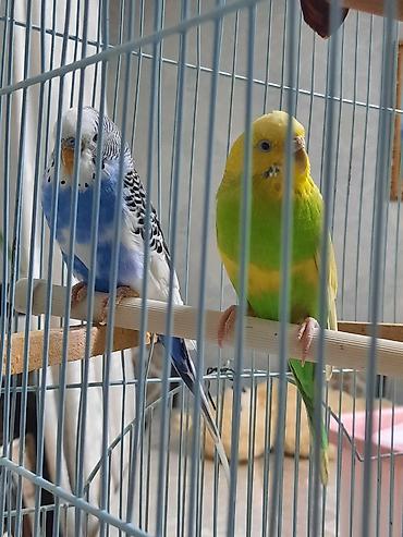 Птицы: Продаю или меняю. Волнистые попугаи с клеткой — 10