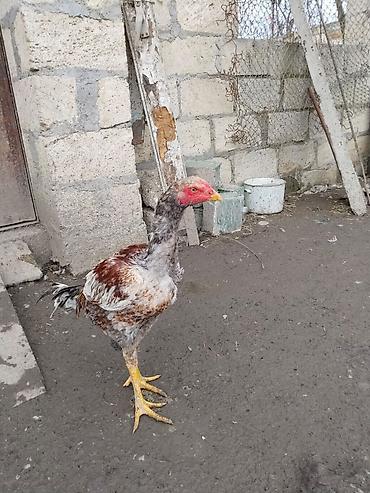 Xoruzlar: Məhsul:: 3 ədəd xoruz 2 beçə bir xoruz istəyən gəlib atasının ayağını — 4