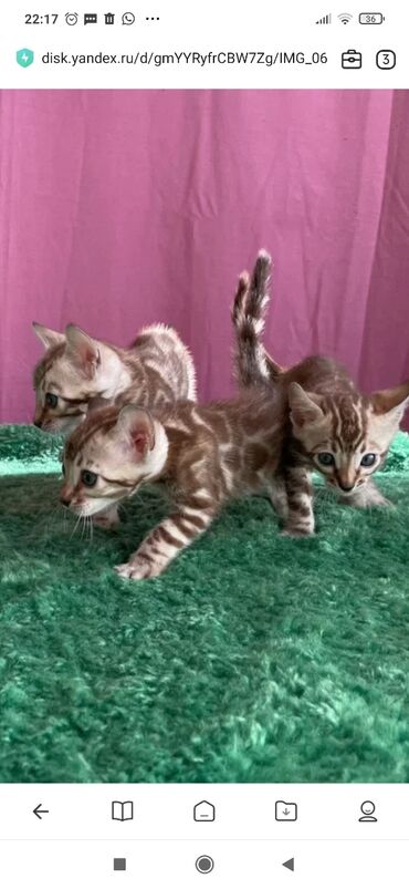 Продажа кошек: Бенгальская, 1 месяц, Мальчик, Белый, С документами, С прививками, Приучена к лотку — 10